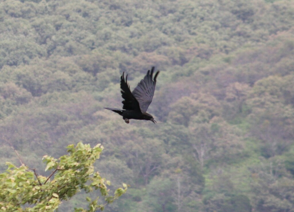 Common Raven - ML539381731