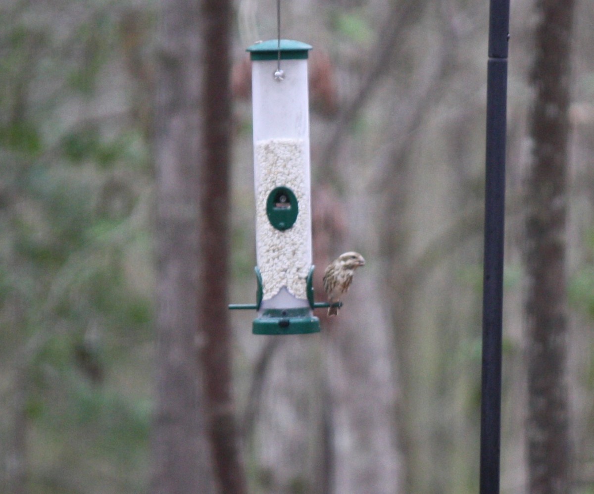 Purple Finch - ML539382421
