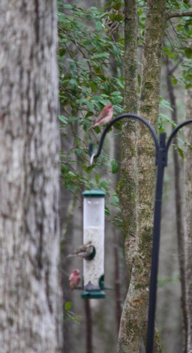 Purple Finch - ML539384081