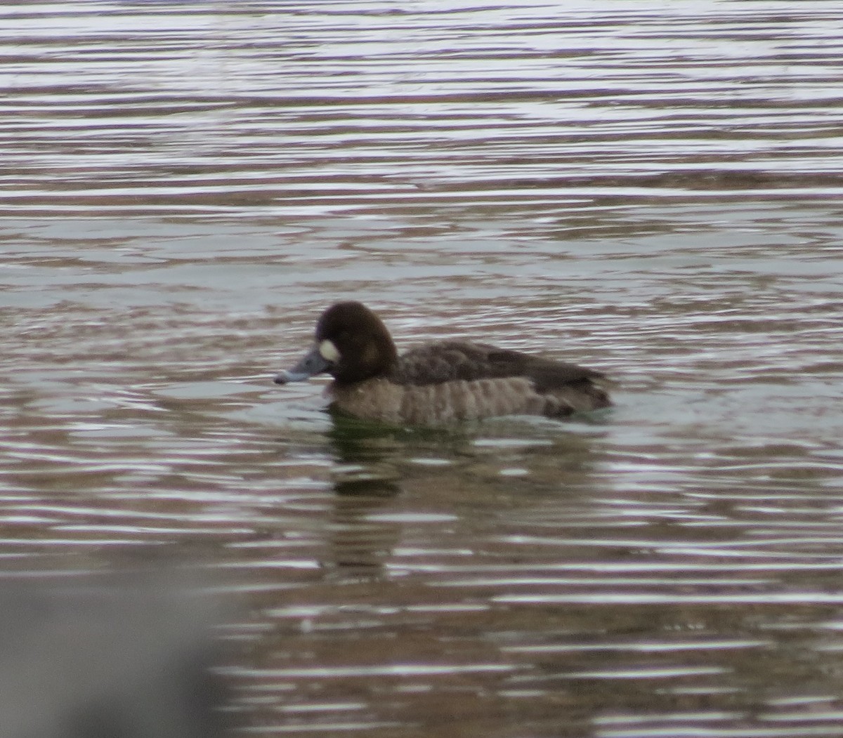 Lesser Scaup - ML539384151