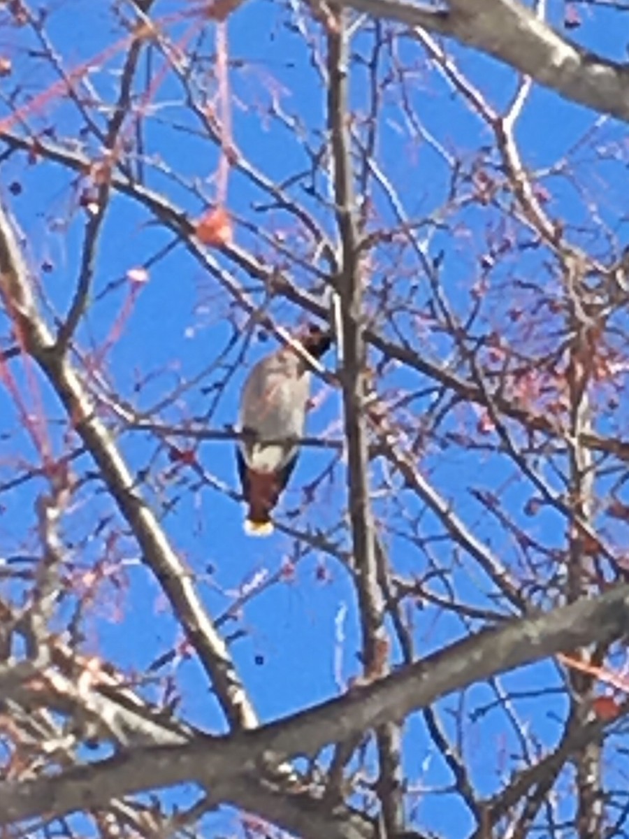 Bohemian Waxwing - ML539384751