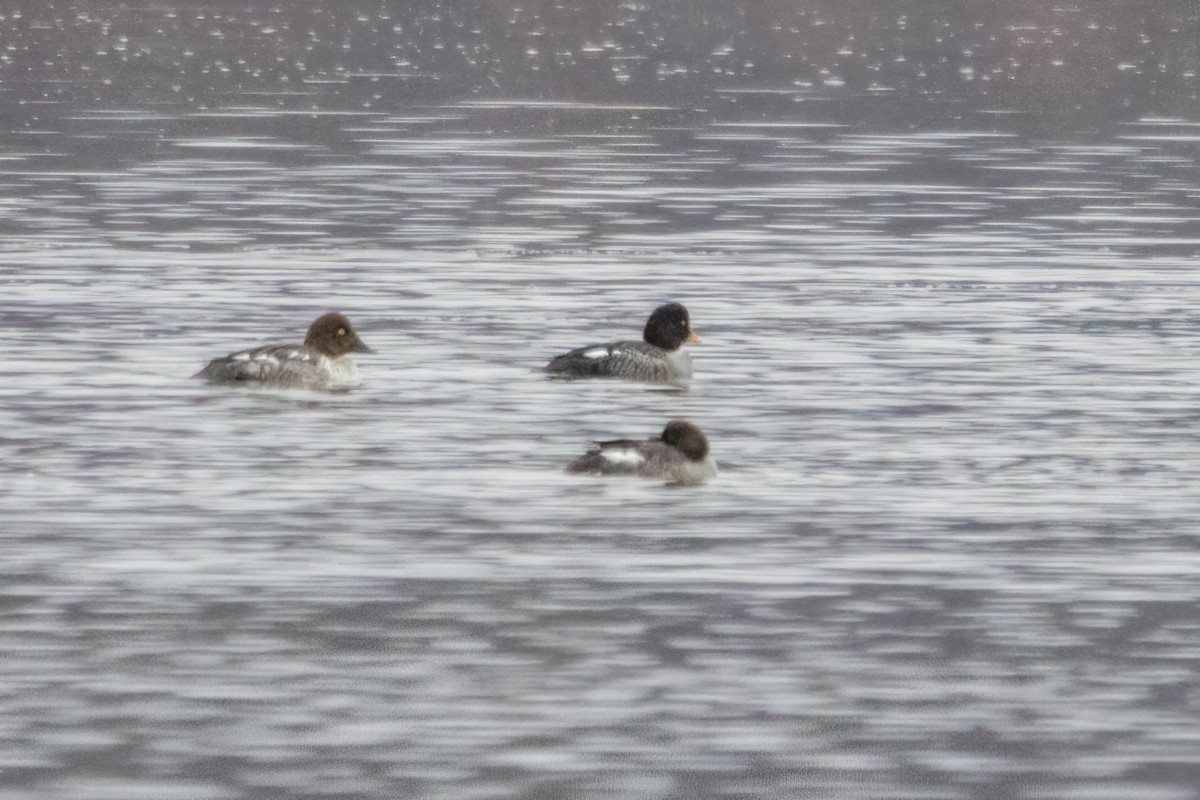 Barrow's Goldeneye - Joshua Malbin