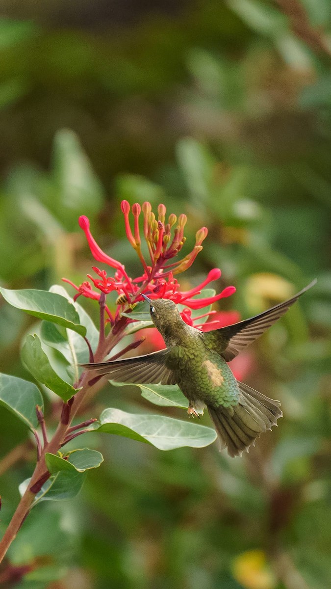 Green-backed Firecrown - ML539385451