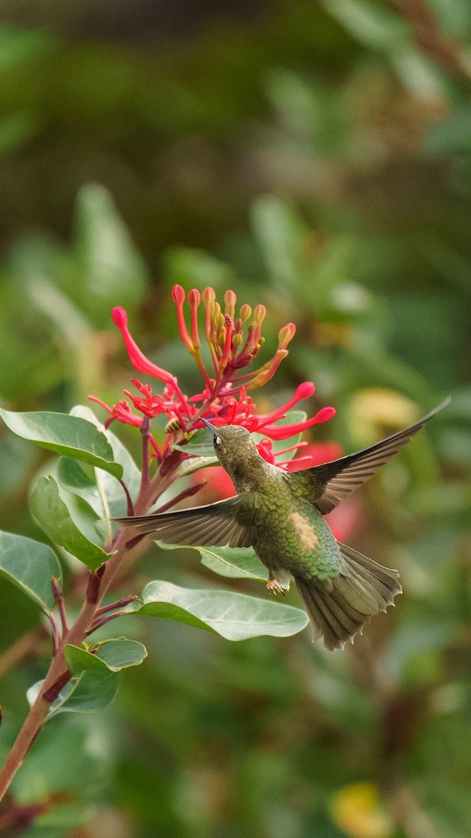 Colibrí Austral - ML539385451