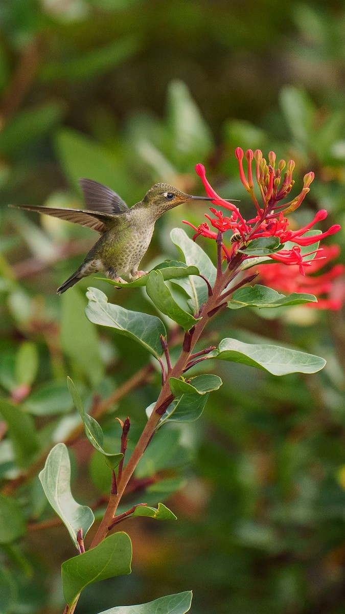 Green-backed Firecrown - ML539385461
