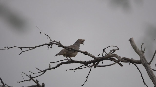 Scaled Quail - ML539386491