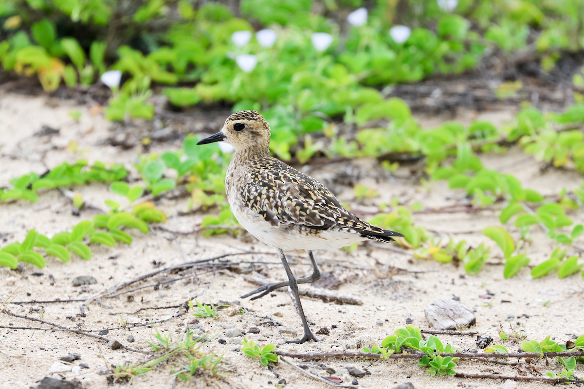 Pacific Golden-Plover - ML539387461