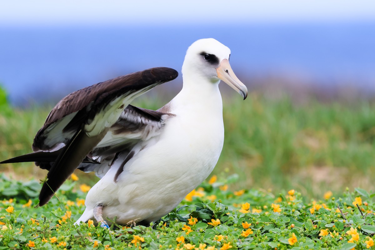 albatros laysanský - ML539387611