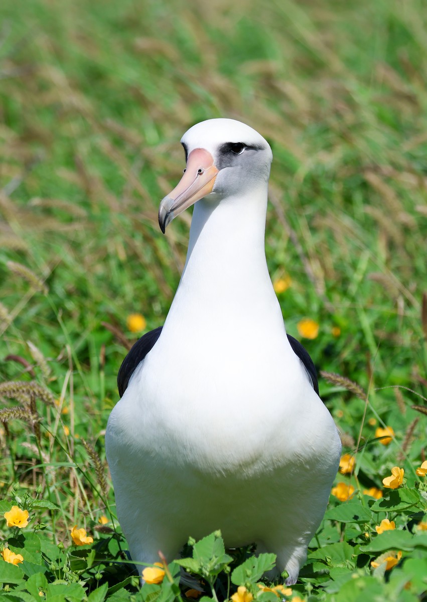 Laysan Albatross - ML539387621