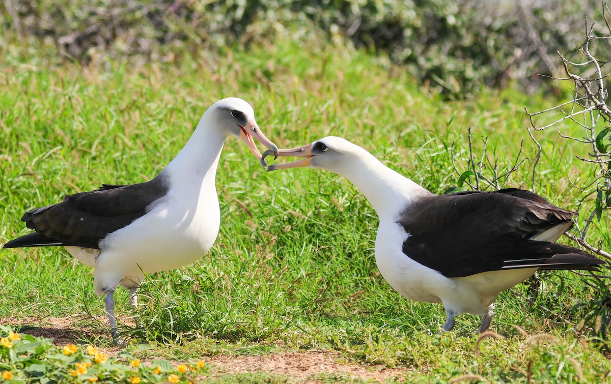 Laysan Albatross - ML539387641