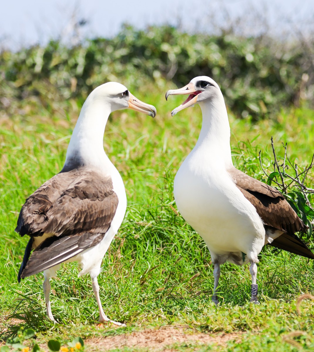 Laysan Albatross - ML539387651