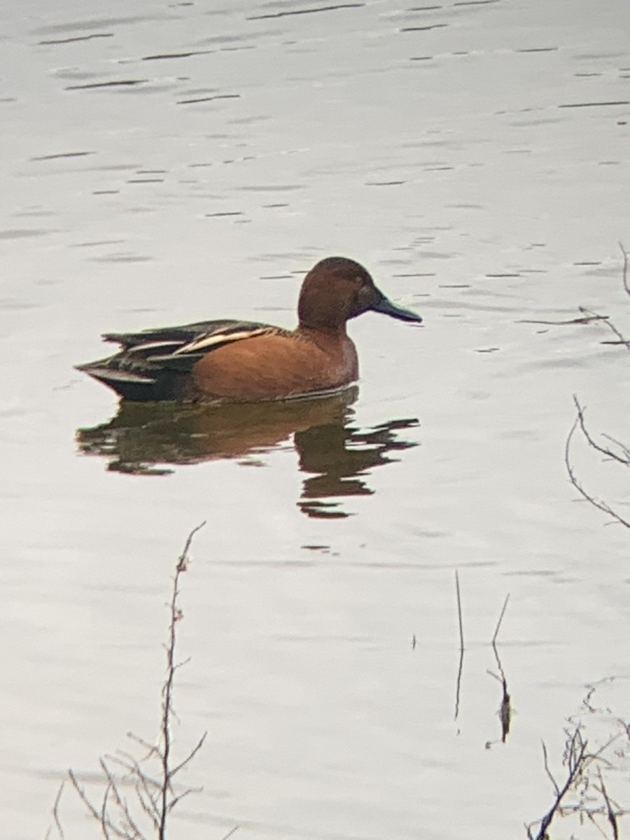 Cinnamon Teal - ML539388841