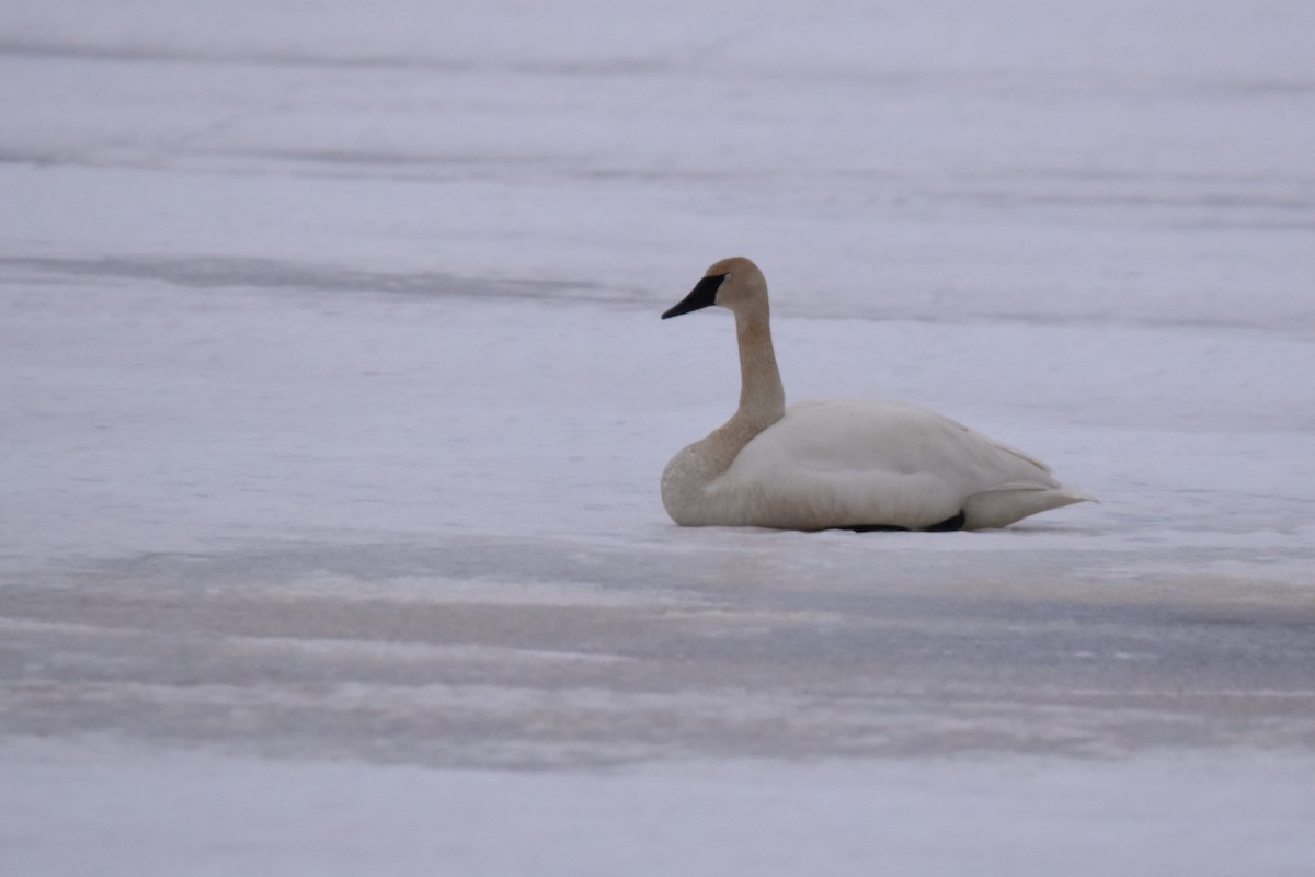 Cisne Trompetero - ML539389091