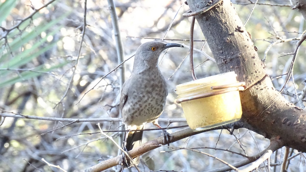 Curve-billed Thrasher - ML539389781