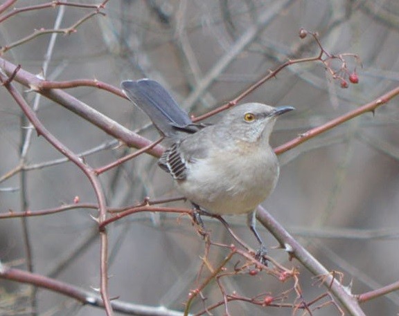 Northern Mockingbird - ML539392201