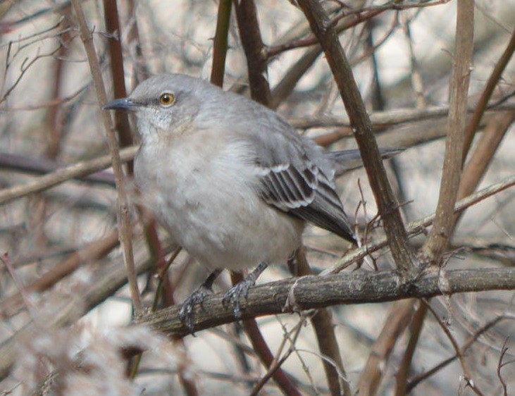 Northern Mockingbird - ML539392211