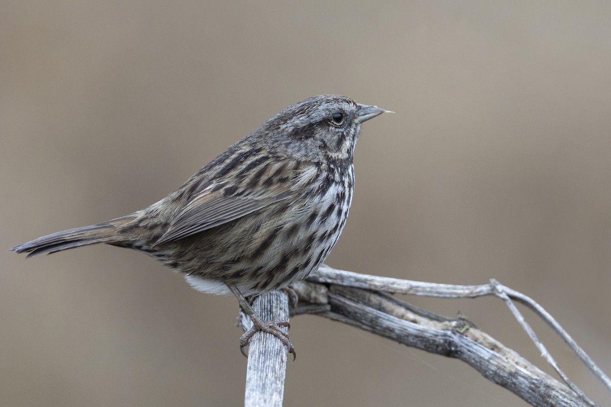 Song Sparrow (samuelsis) - ML539392401