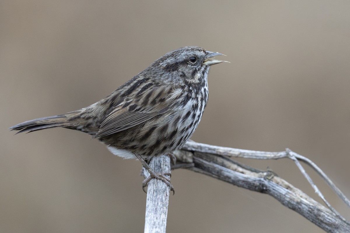 Song Sparrow (samuelsis) - ML539392411