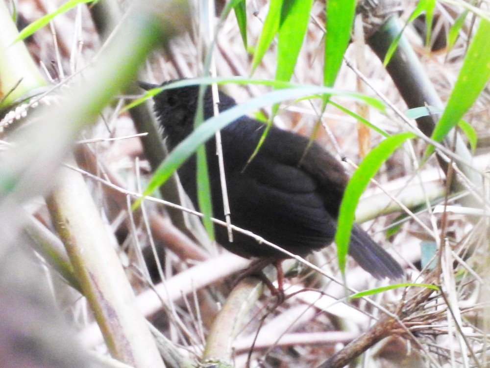 Caracas Tapaculo - Fernando Nunes