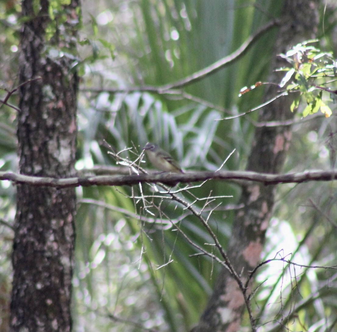 Vireo Solitario - ML539394111