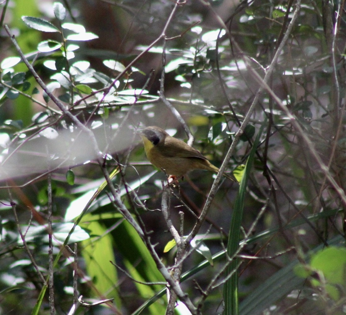 Common Yellowthroat - ML539394321