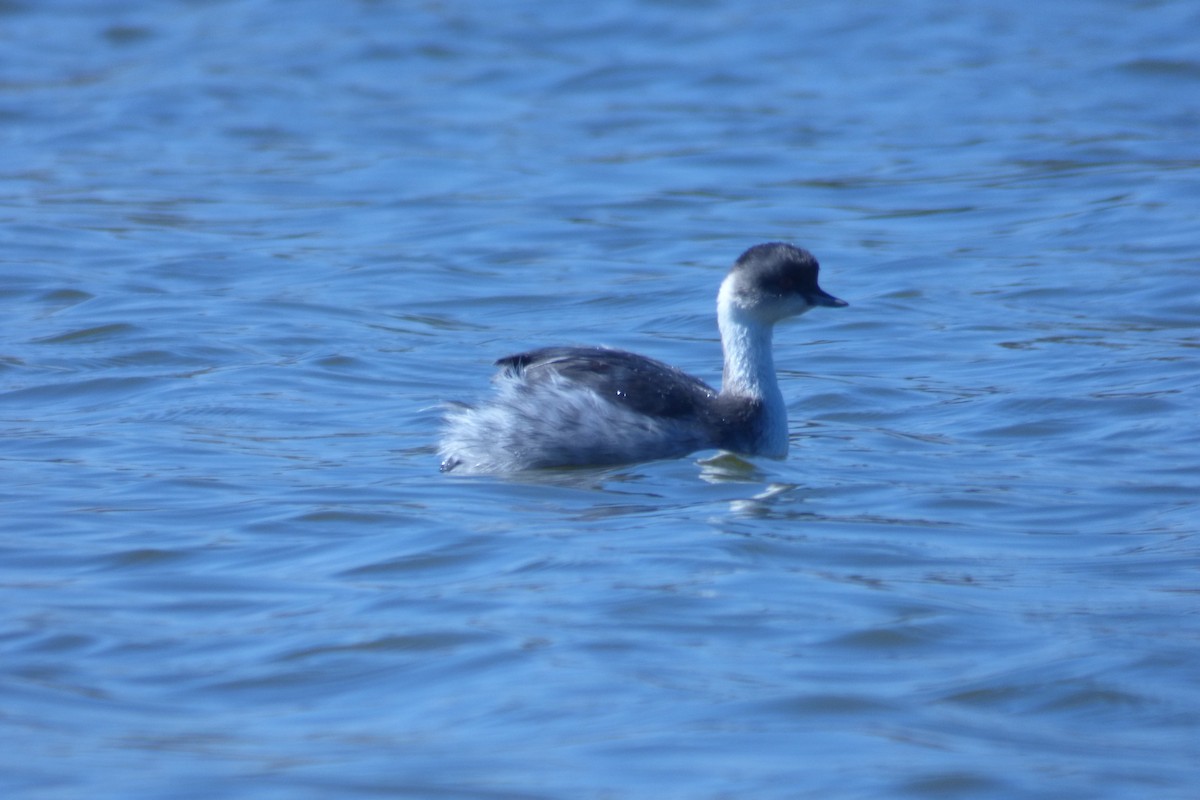 Silvery Grebe - ML53939441