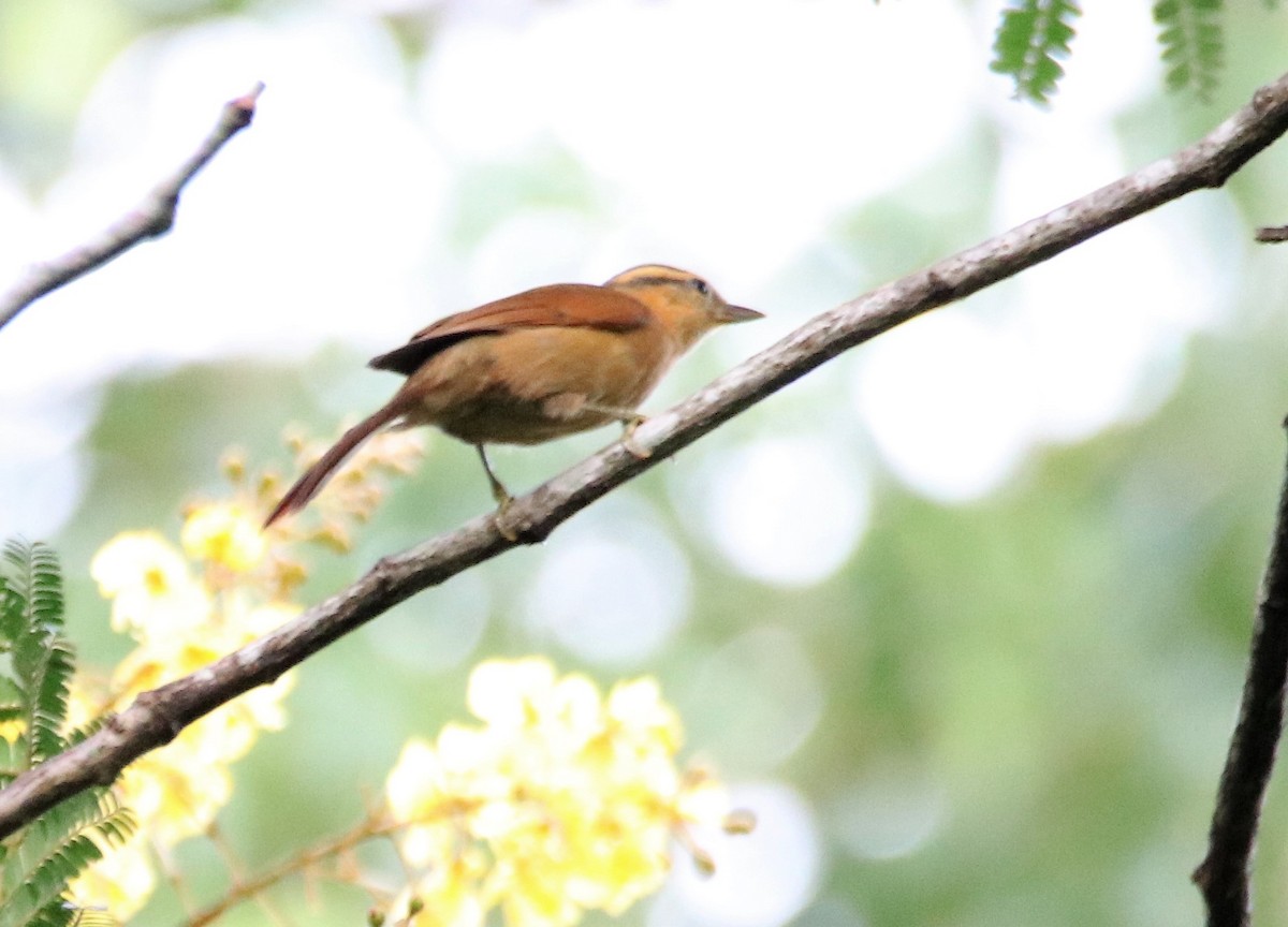 Ochre-breasted Foliage-gleaner - ML539394471