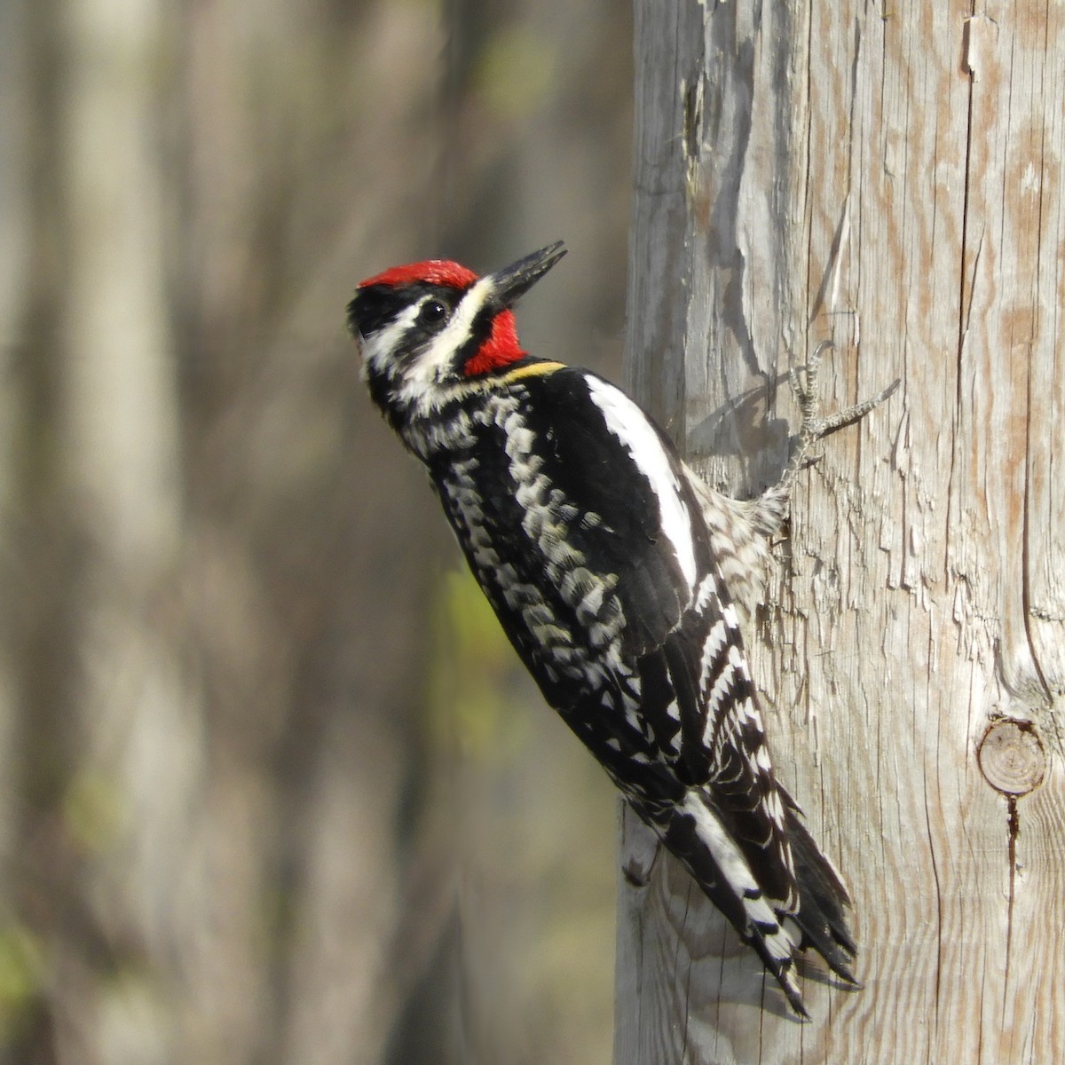 Yellow-bellied Sapsucker - ML539394481