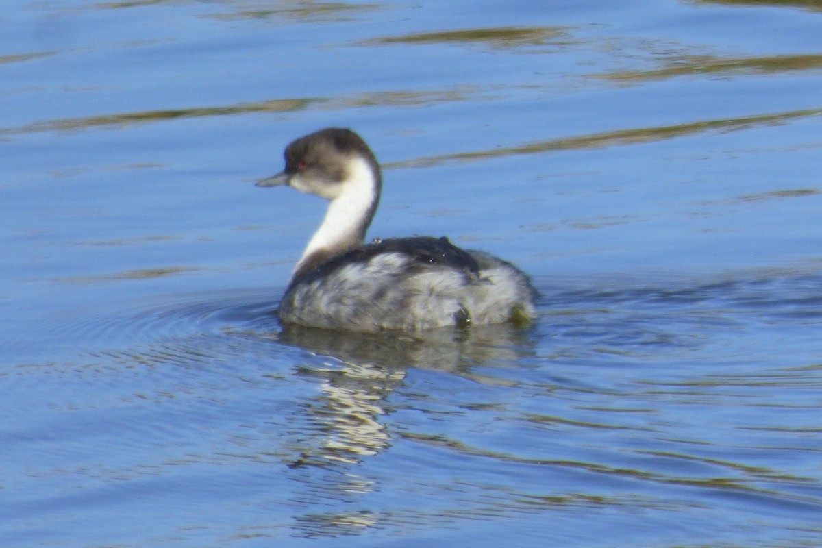 Silvery Grebe - ML53939461