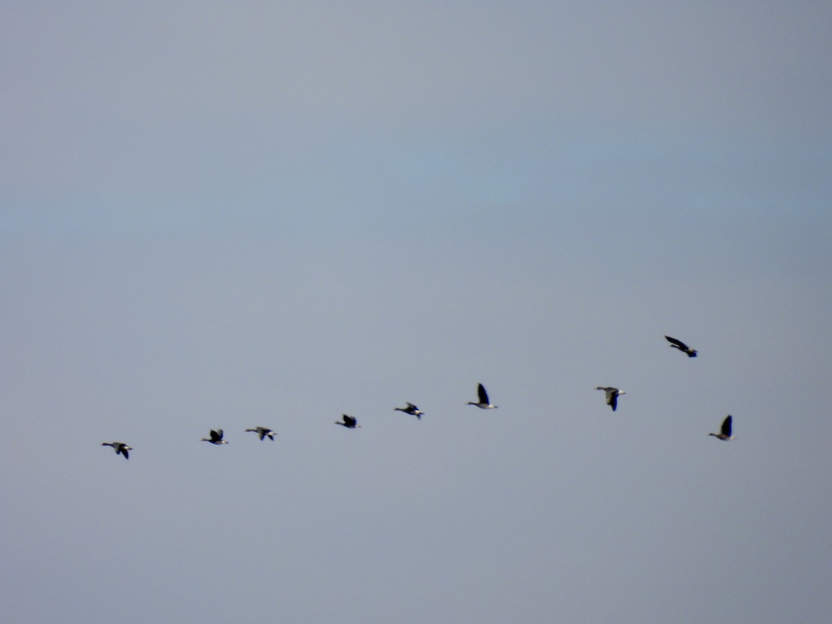 Greater White-fronted Goose - ML539395121