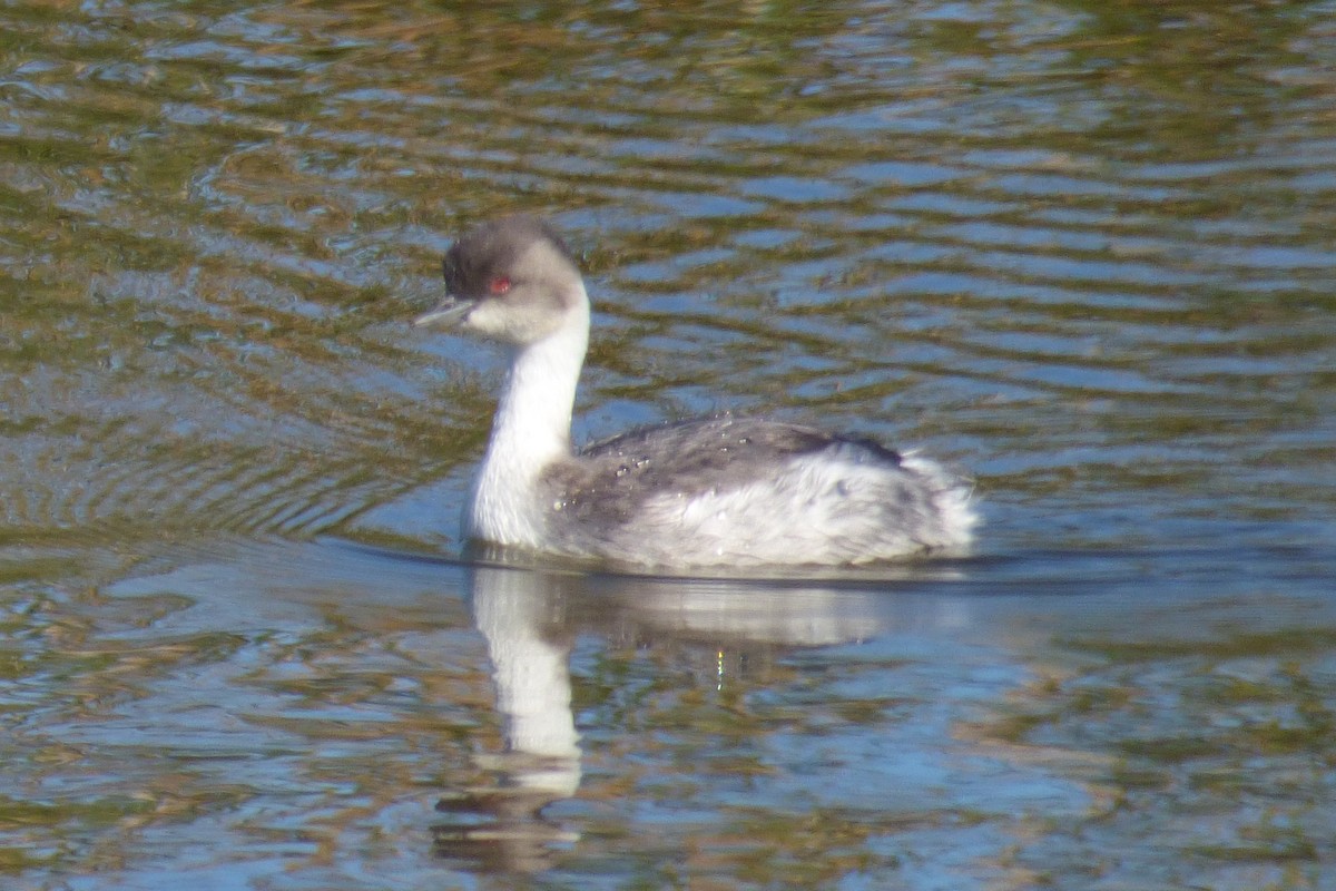 Silvery Grebe - ML53939521