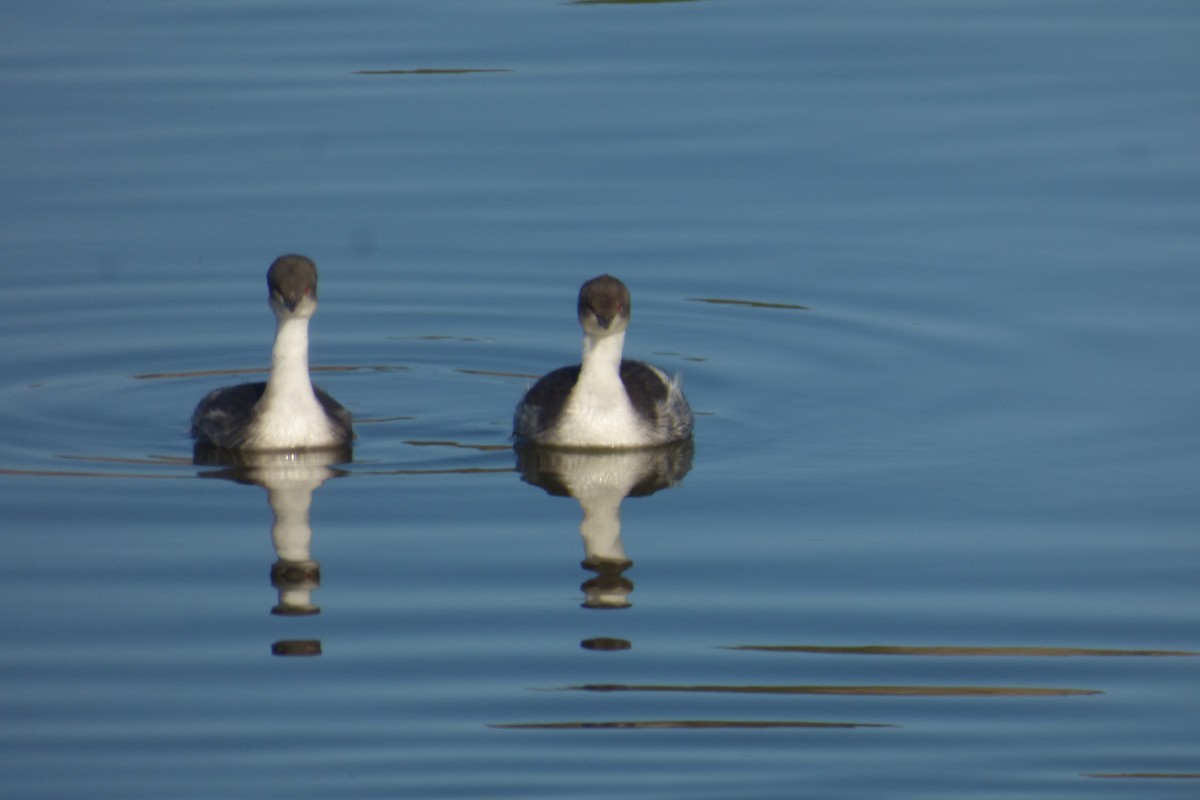 Silvery Grebe - ML53939711