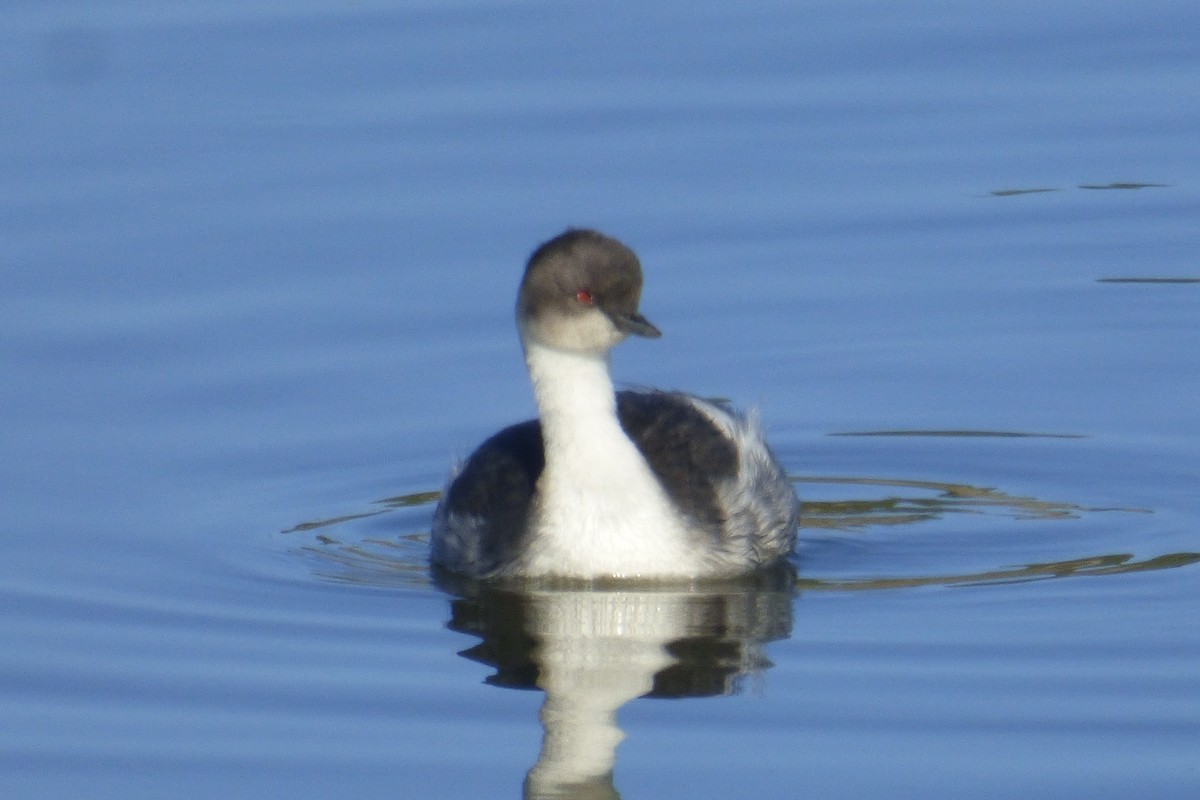 Silvery Grebe - ML53939771