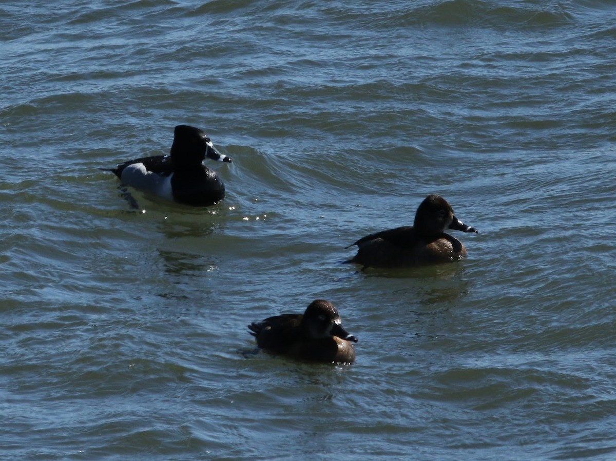 Ring-necked Duck - ML53939791