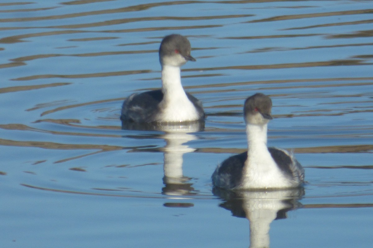 Silvery Grebe - ML53939931