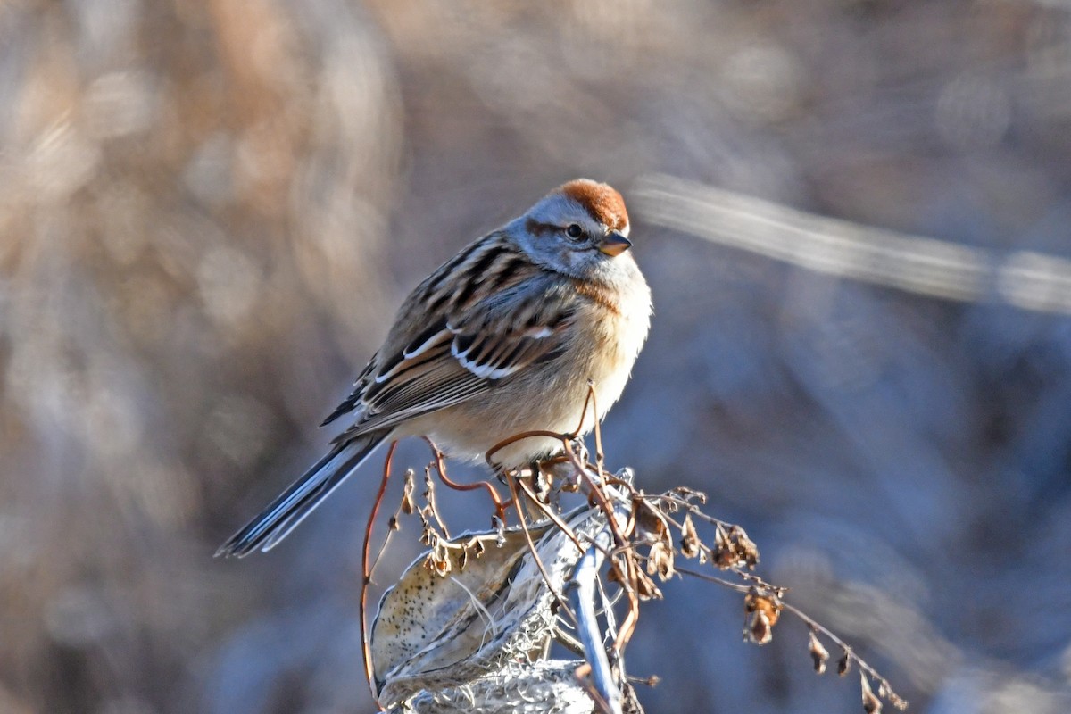 American Tree Sparrow - ML539399661
