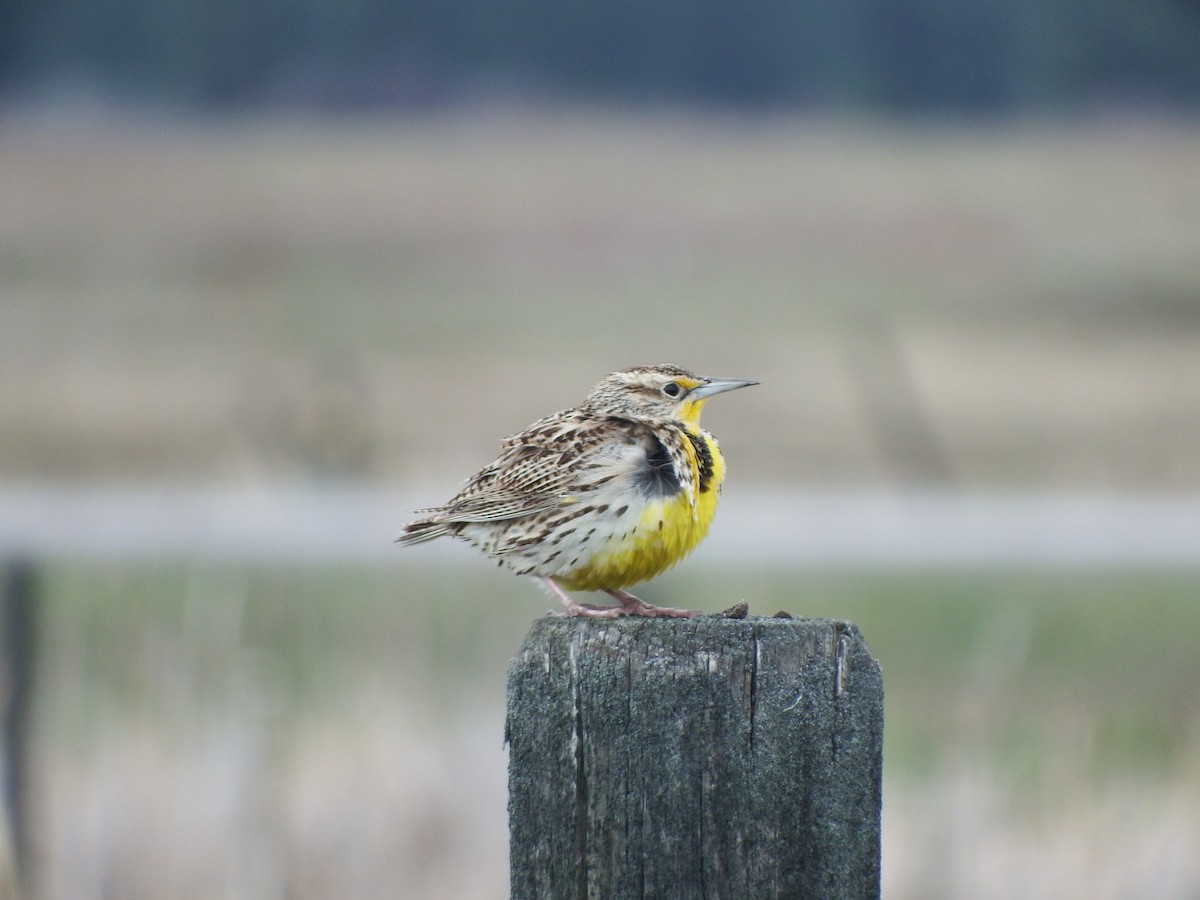 Western Meadowlark - Nicholas Sly