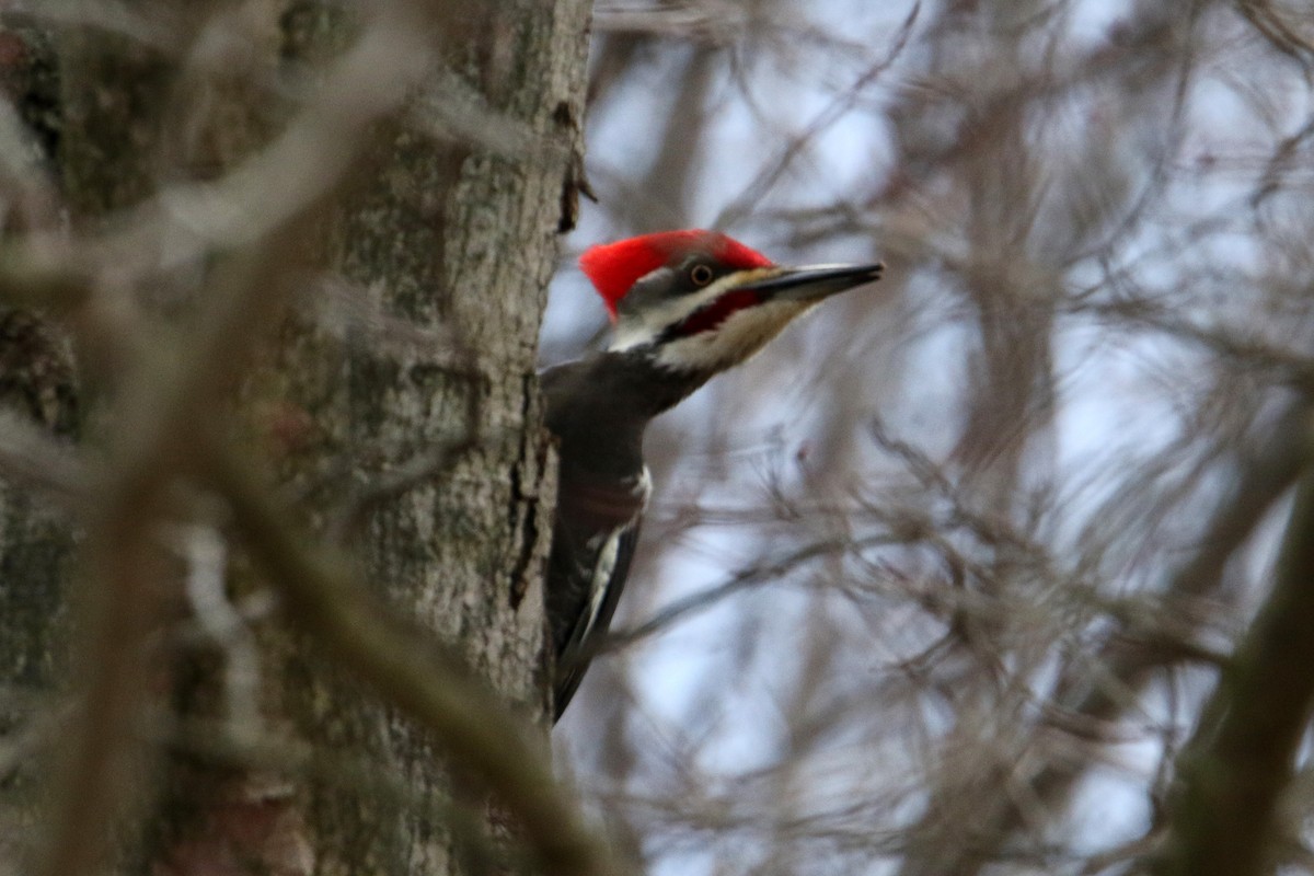Pileated Woodpecker - ML539399801