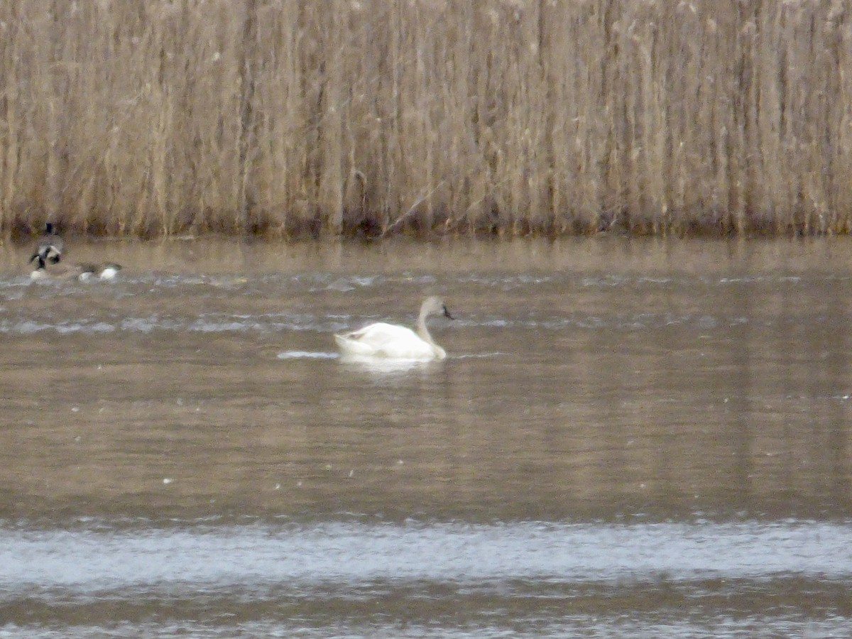 Tundra Swan - ML539400681