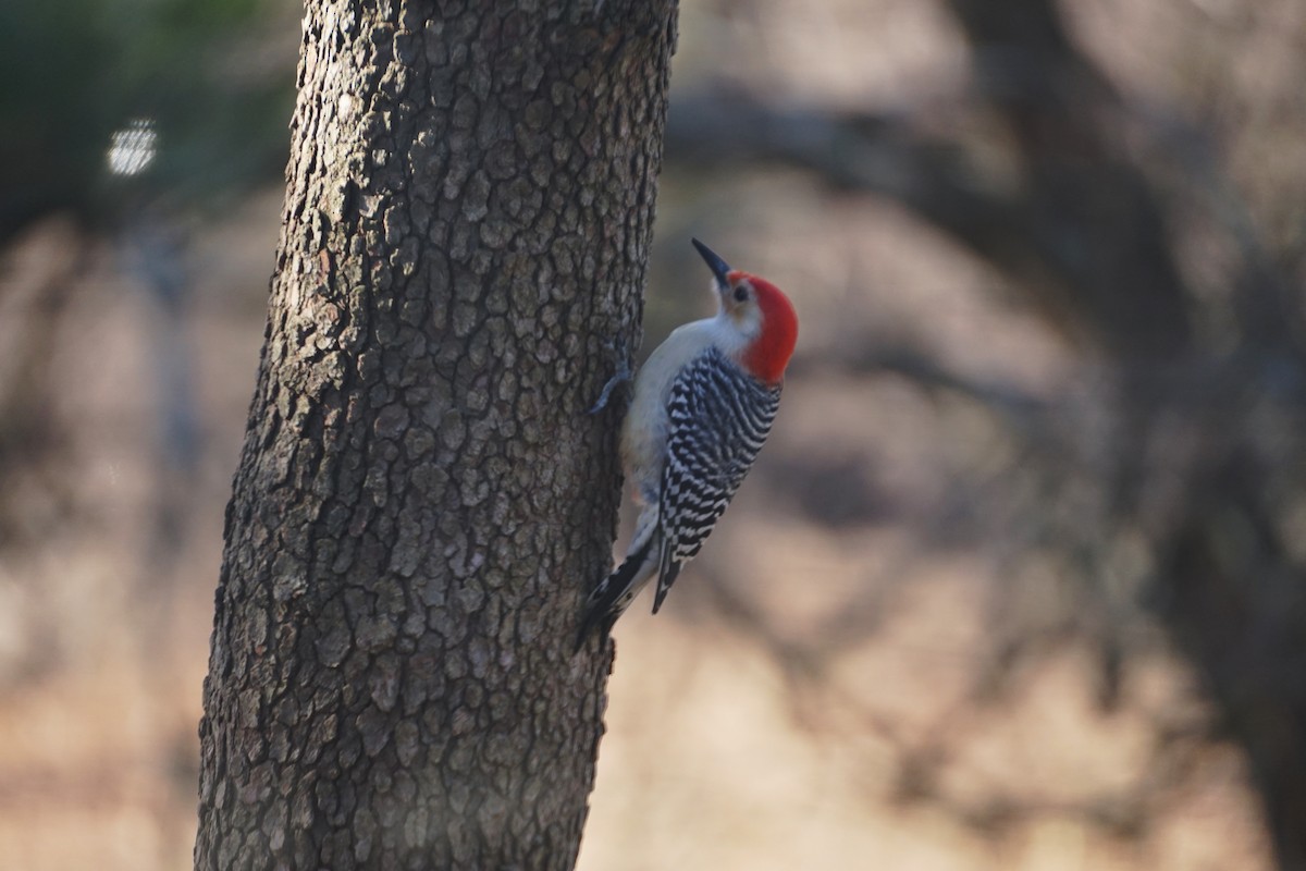 Red-bellied Woodpecker - ML539400941