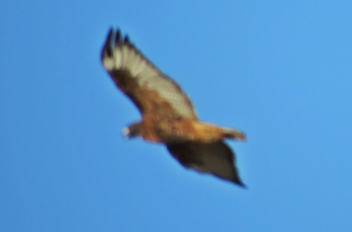 Red-tailed Hawk (calurus/abieticola) - ML539400971