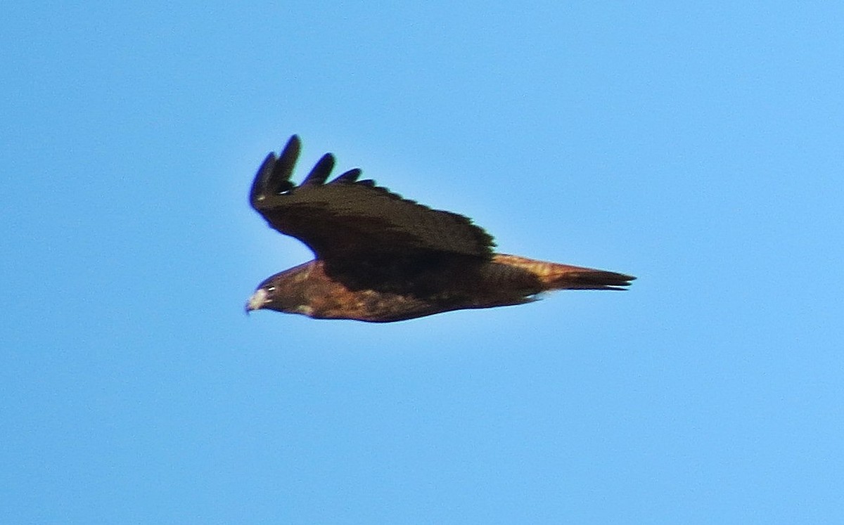 Red-tailed Hawk (calurus/abieticola) - ML539400991