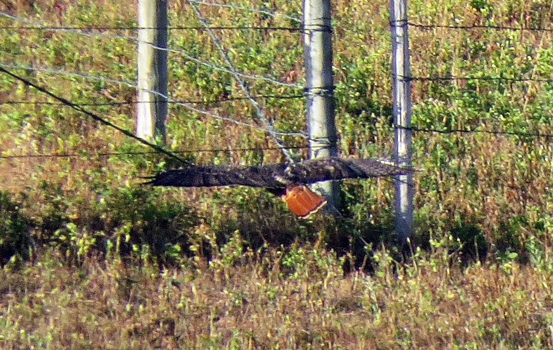 Red-tailed Hawk (calurus/abieticola) - ML539401021