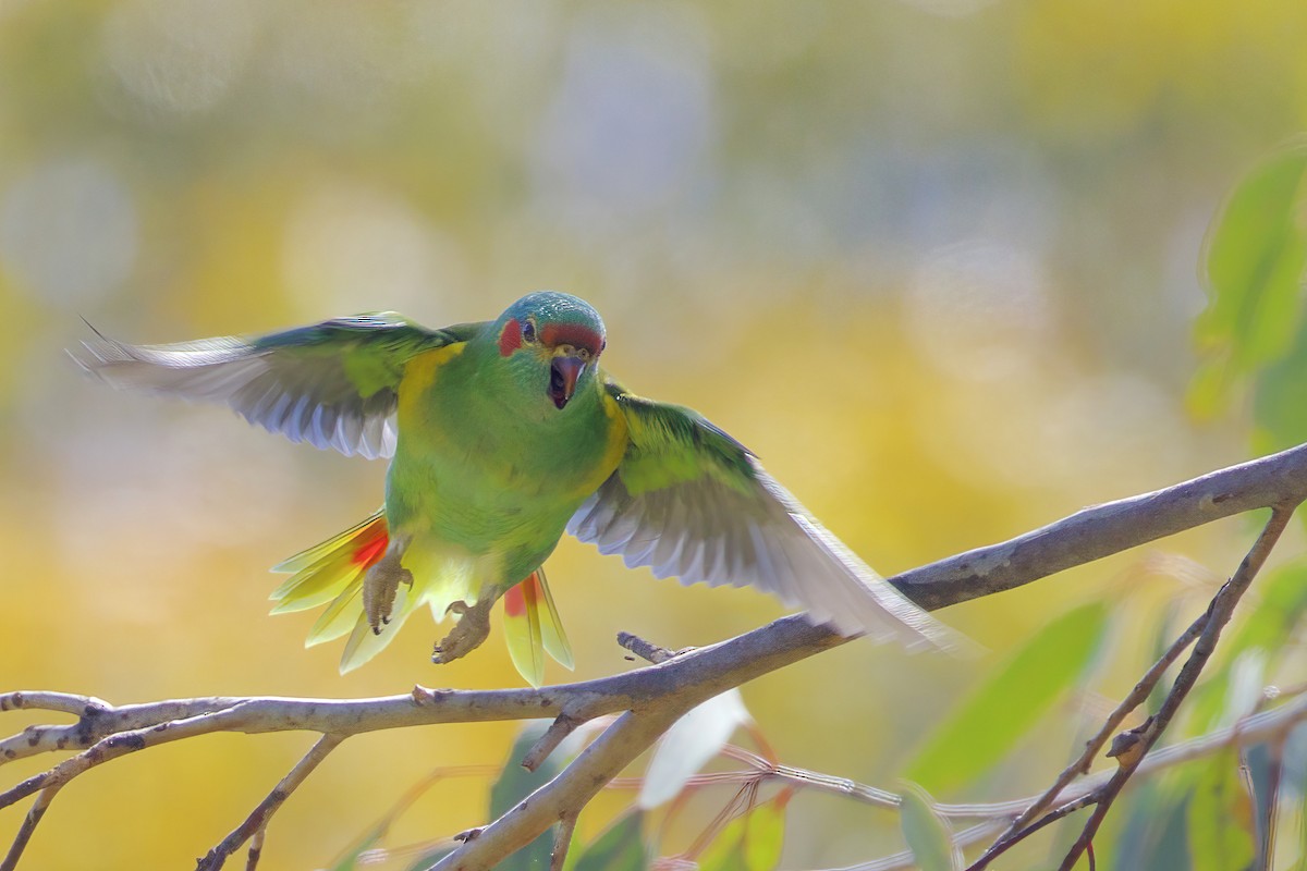 Musk Lorikeet - ML539401591