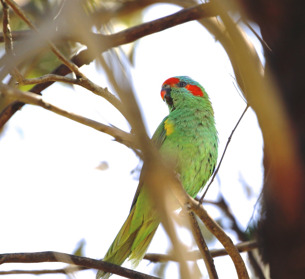 Musk Lorikeet - ML539401641