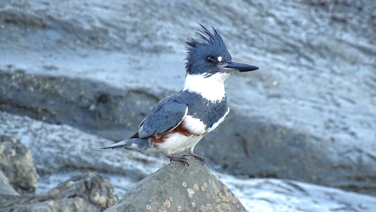 Belted Kingfisher - ML539402311