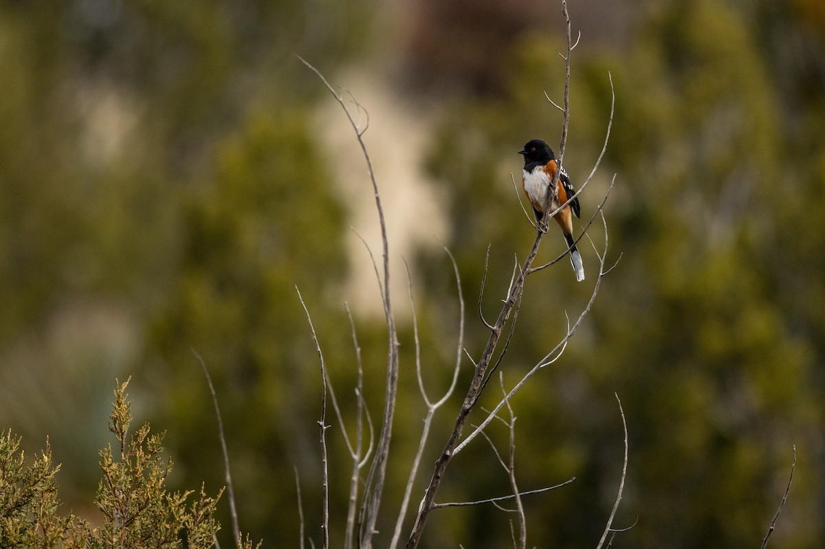 Spotted Towhee - ML539402411