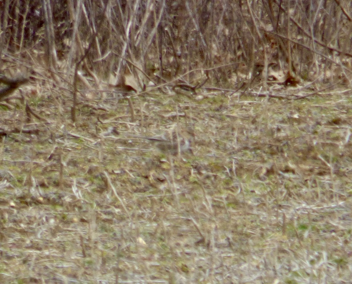 Harris's Sparrow - ML539403241