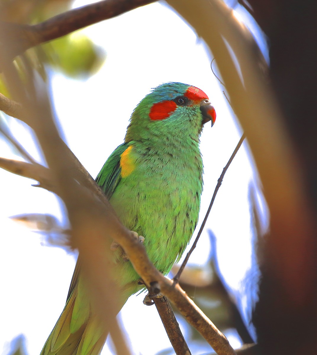 Musk Lorikeet - ML539403571