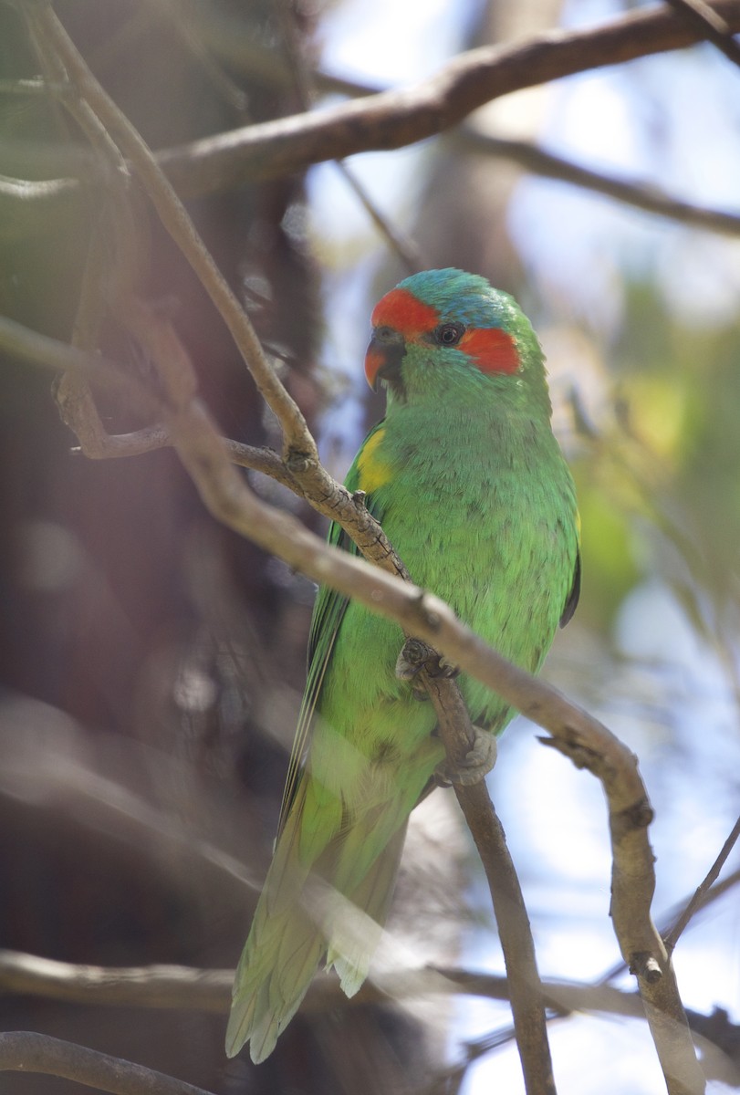 Musk Lorikeet - Jeanne Verhulst